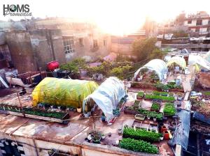 Rooftop farms in Homs